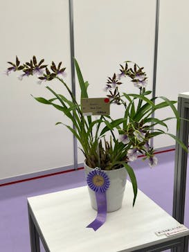 世界らん展2026-花と緑の祭典-に投稿された画像（2025/2/12）