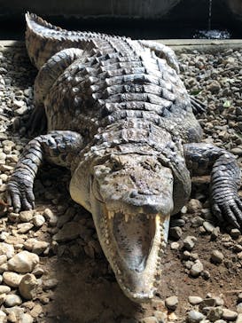 熱川バナナワニ園に投稿された画像（2025/2/12）