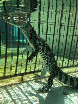 熱川バナナワニ園に投稿された画像（2025/2/12）