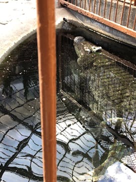 熱川バナナワニ園に投稿された画像（2025/2/12）