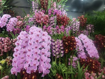 世界らん展2026-花と緑の祭典-に投稿された画像（2025/2/12）