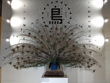 特別展「鳥 ～ゲノム解析が解き明かす新しい鳥類の系統～」国立科学博物館に投稿された画像（2025/2/12）