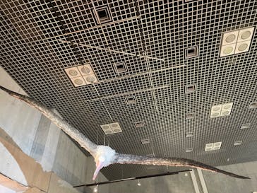 特別展「鳥 ～ゲノム解析が解き明かす新しい鳥類の系統～」国立科学博物館に投稿された画像（2025/2/13）