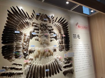 特別展「鳥 ～ゲノム解析が解き明かす新しい鳥類の系統～」国立科学博物館に投稿された画像（2025/2/13）