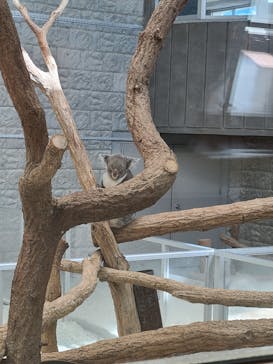 淡路ファームパーク イングランドの丘に投稿された画像（2025/2/13）