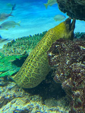サンシャイン水族館に投稿された画像（2025/2/13）