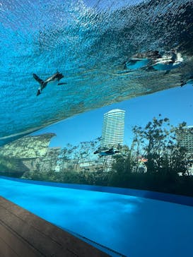 サンシャイン水族館に投稿された画像（2025/2/13）