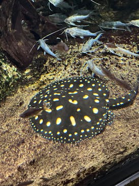 サンシャイン水族館に投稿された画像（2025/2/13）