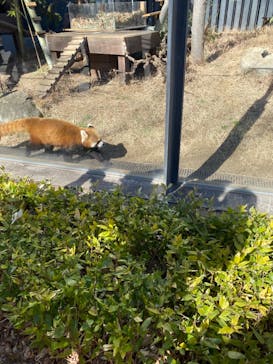 恩賜上野動物園に投稿された画像（2025/2/13）