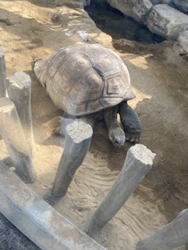 恩賜上野動物園に投稿された画像（2025/2/13）