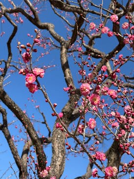 偕楽園本園に投稿された画像（2025/2/13）