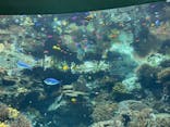沖縄美ら海水族館に投稿された画像（2025/2/13）
