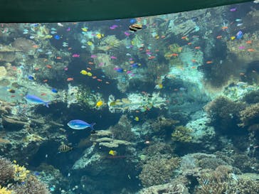 沖縄美ら海水族館に投稿された画像（2025/2/13）