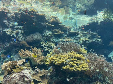 沖縄美ら海水族館に投稿された画像（2025/2/13）