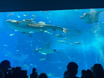 沖縄美ら海水族館に投稿された画像（2025/2/13）