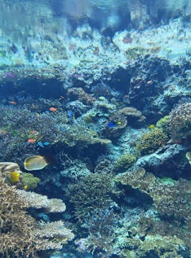 沖縄美ら海水族館に投稿された画像（2025/2/13）