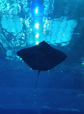 沖縄美ら海水族館に投稿された画像（2025/2/13）