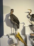 特別展「鳥 ～ゲノム解析が解き明かす新しい鳥類の系統～」国立科学博物館に投稿された画像（2025/2/13）