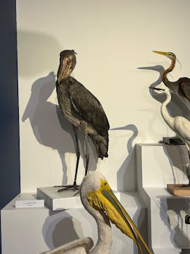 特別展「鳥 ～ゲノム解析が解き明かす新しい鳥類の系統～」国立科学博物館に投稿された画像（2025/2/13）