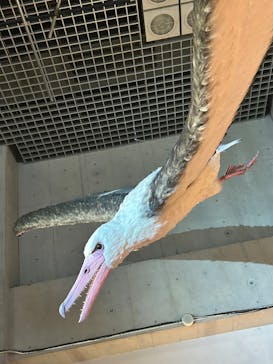 特別展「鳥 ～ゲノム解析が解き明かす新しい鳥類の系統～」国立科学博物館に投稿された画像（2025/2/13）