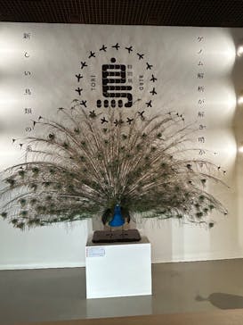 特別展「鳥 ～ゲノム解析が解き明かす新しい鳥類の系統～」国立科学博物館に投稿された画像（2025/2/13）