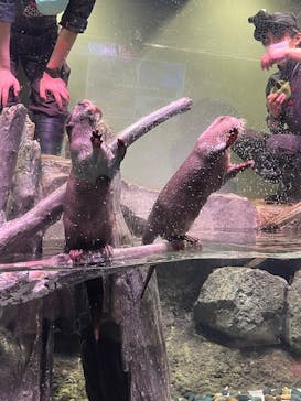 マクセル アクアパーク品川に投稿された画像（2025/2/13）