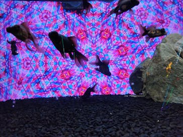 NARA KINGYO MUSEUMに投稿された画像（2025/2/13）