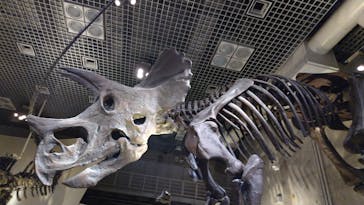 国立科学博物館に投稿された画像（2025/2/13）