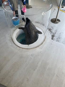 しながわ水族館に投稿された画像（2025/2/13）