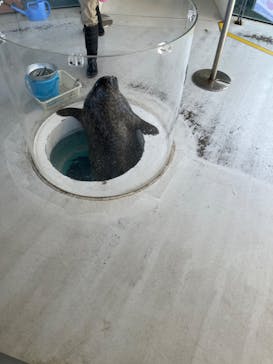 しながわ水族館に投稿された画像（2025/2/13）