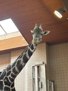 天王寺動物園に投稿された画像（2025/2/13）
