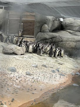 天王寺動物園に投稿された画像（2025/2/13）
