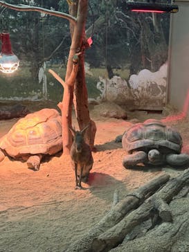 天王寺動物園に投稿された画像（2025/2/14）