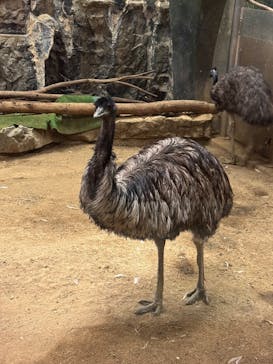 天王寺動物園に投稿された画像（2025/2/14）