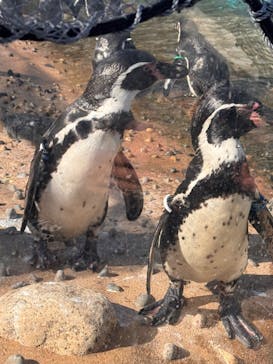 天王寺動物園に投稿された画像（2025/2/14）