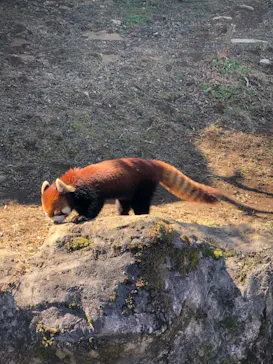 多摩動物公園に投稿された画像（2025/2/14）