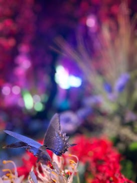 蜷川実花展 with EiM：彼岸の光、此岸の影 NINAGAWA Mika with EiM：Lights of the beyond, Shadows of this worldに投稿された画像（2025/2/14）