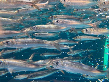 環境水族館アクアマリンふくしまに投稿された画像（2025/2/14）