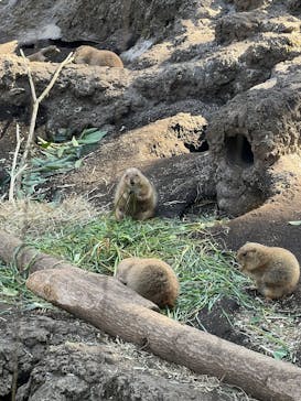 恩賜上野動物園に投稿された画像（2025/2/14）