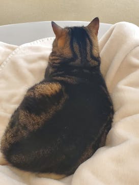 猫カフェモカ　イオンレイクタウン店に投稿された画像（2025/2/14）