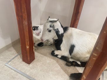 アニタッチPARKイオンモール太田に投稿された画像（2025/2/14）