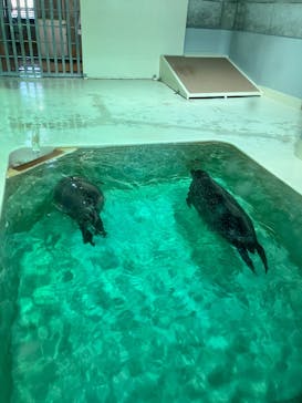 大分マリーンパレス水族館 「うみたまご」に投稿された画像（2025/2/14）