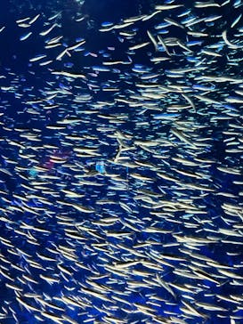 大分マリーンパレス水族館 「うみたまご」に投稿された画像（2025/2/14）