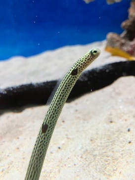 大分マリーンパレス水族館 「うみたまご」に投稿された画像（2025/2/14）