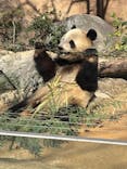 恩賜上野動物園に投稿された画像（2025/2/14）