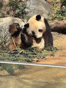 恩賜上野動物園に投稿された画像（2025/2/14）