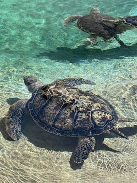新江ノ島水族館に投稿された画像（2025/2/14）