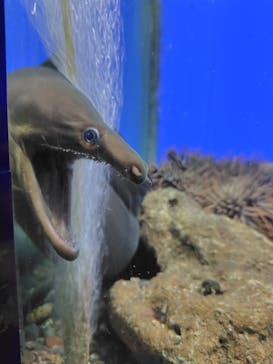 串本海中公園水族館に投稿された画像（2025/2/14）