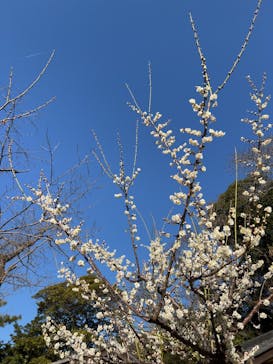 三溪園に投稿された画像（2025/2/14）