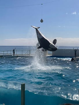 鴨川シーワールドに投稿された画像（2025/2/14）